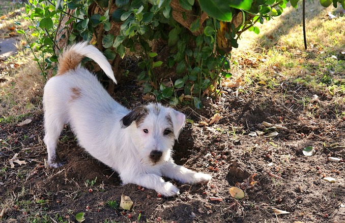 Philo Phun in the Dirt